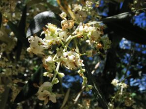 Mignoli e fioritura 2026